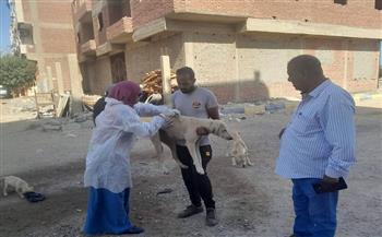 استجابة لشكاوي المواطنين.. حملة مكثفة لتعقيم وتحصين الكلاب ضد السعار بسفاجا