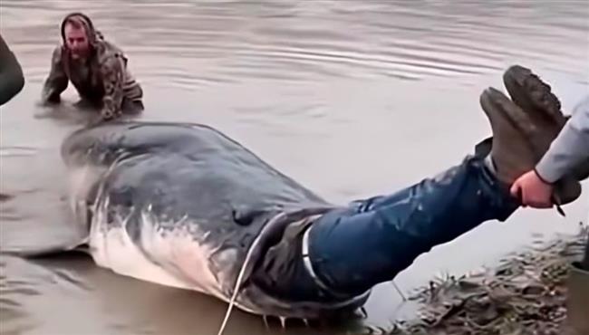 سمكة عملاقة تبتلع رجلًا وجسده يتدلى من فمّها.. فيديو غريب أثار الجدل