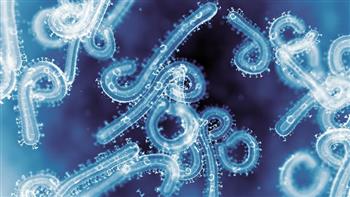 انتبه ..أعراض وطرق انتقال فيروس ماربورغ