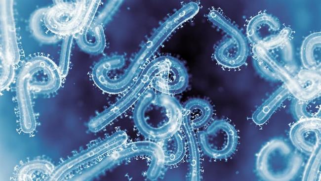 انتبه ..أعراض وطرق انتقال فيروس ماربورغ