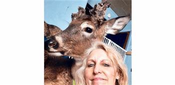 أثناء إعادة التأهيل.. غزال يقتل سيدة أنقذت حياته