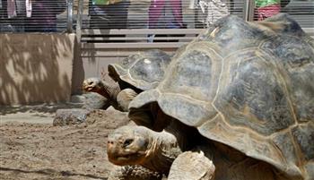 عاصرت 20 رئيسًا أمريكيًا وحربين عالميتين.. نفوق أقدم سلحفاة في العالم