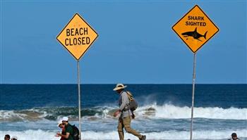 أخطر المخلوقات البحرية على البشر يظهر في شاطئ أسترالي