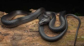 بصفات جسدية فريدة.. اكتشاف نوع جديد من الثعابين النادرة