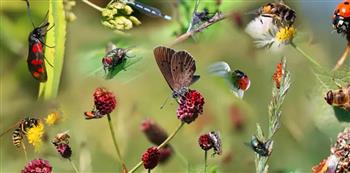 العالم يقترب من كارثة.. أعداد الحشرات تتراجع