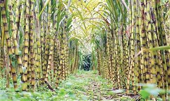 بقايا قصب السكر يتحوّل إلى طاقة نظيفة ووقود مستدام