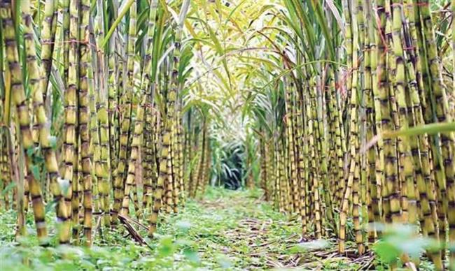 بقايا قصب السكر يتحوّل إلى طاقة نظيفة ووقود مستدام