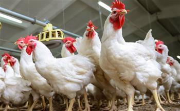 «شعبة الدواجن»: الحلقات الوسيطة وراء عدم شعور المواطن بانخفاض الأسعار