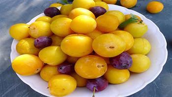 تعرفي على القيمة الغذائية للبرقوق الأصفر