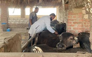 "الزراعة": إعطاء أكثر من 7.5 مليون جرعة للماشية ضد الحمى القلاعية والوادي المتصدع حتى الآن
