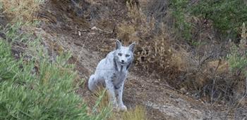 "الشبح الأبيض" يظهر في هذه الدولة.. نادر للغاية