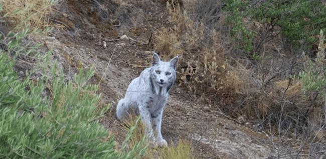 "الشبح الأبيض" يظهر في هذه الدولة.. نادر للغاية