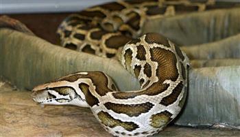 فيديو بطولي.. رجل يدخل في معركة مع أفعى عملاقة لإنقاذ قطة