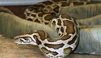 فيديو بطولي.. رجل يدخل في معركة مع أفعى عملاقة لإنقاذ قطة