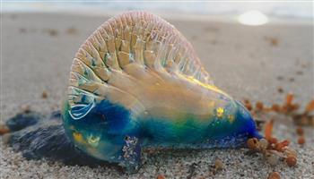 "الرعب العائم".. تحذير عاجل بعد ظهور كائن خطير في بريطانيا