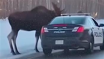 مواجهة غريبة بين الحيوانات والبشر.. ظبيان يهاجمان سيارة شرطة (فيديو)
