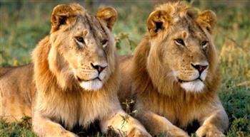 غير مسموع.. الذكاء الاصطناعي يكشف عن "الزئير الخفي" للأسد