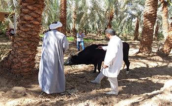 محافظ الجيزة: تحصين 200 ألف رأس ماشية ضمن أعمال الحملة القومية الثالثة للحفاظ على الثروة الحيوانية