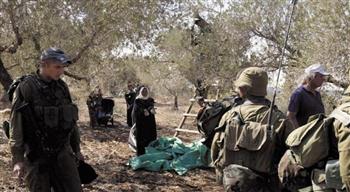 قوات الاحتلال الإسرائيلي تهاجم قاطفي الزيتون في قرية شوفة جنوب شرق طولكرم