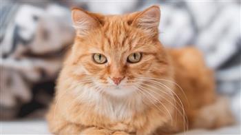 القط "ريمي" يشعل الجدل في فرنسا.. أحكام قضائية تلاحقه