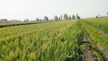 الشرقية تطلق مبادرة "ازرع" لدعم صغار الفلاحين وزراعة 30 ألف فدان قمح في 44 قرية