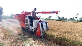 مديرية الزراعة في دمياط: حصاد 45 ألفًا و500 فدان أرز بدمياط