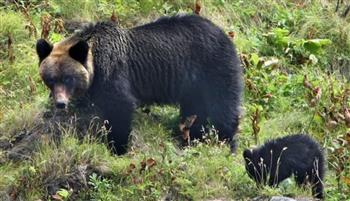 بعد تزايدها بشكل قياسي.. بخاخ ياباني لصدّ هجمات الدببة