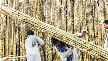  مع بدء موسم التوريد.. تعرف على أسعار قصب السكر لموسم 2025/2026