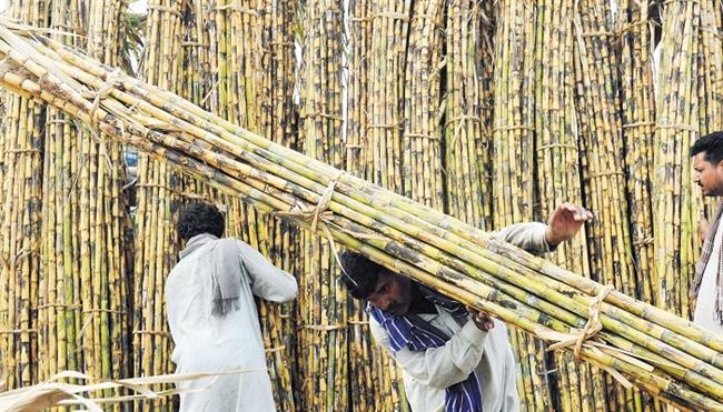  مع بدء موسم التوريد.. تعرف على أسعار قصب السكر لموسم 2025/2026  