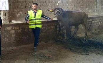 "تضامن بني سويف": تسليم أكثر من 10 آلاف رأس ماشية للأسر الأولى بالرعاية خلال 9 سنوات 