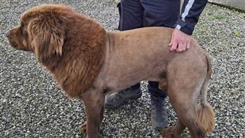 حيوان غريب يفزع رواد الإنترنت.. الشرطة الأيرلندية تكشف الحقيقة (فيديو)