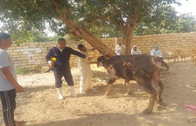 «الزراعة» تعلن تحصين أكثر من 1.5 مليون رأس ماشية ضمن حملتها القومية حتى الآن