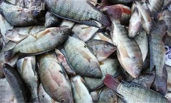 أسعار الأسماك اليوم السبت 8-11-2025 في سوق العبور 