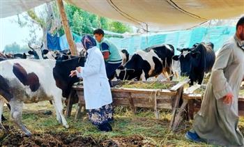محافظ الدقهلية: تحصين أكثر من 16 ألف رأس ماشية ضد الحمى القلاعية