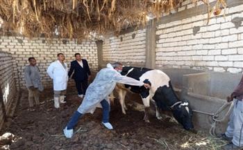 محافظ أسوان: تحصين أكثر من 12 ألف رأس من الماشية ضد الأمراض الوبائية  