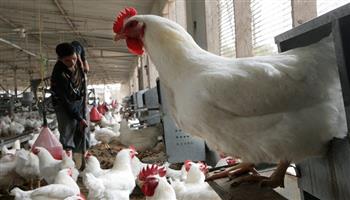 أسعار الدواجن اليوم الأحد 9-11-2025 في الأسواق.. كيلو البانيه بـ160 جنيهّا 