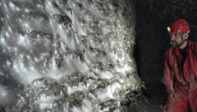 كأنه خيال علمي.. العثور على أكبر مستعمرة عناكب على كوكب الأرض