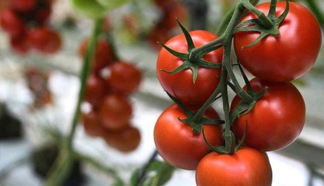 أطعمة مذهلة تقلل الالتهابات المزمنة.. منها الطماطم 