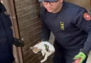 الأمن ينقذ قطة محتجزة داخل محل مغلق بالفيوم
