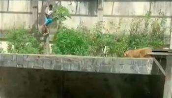 فيديو.. برازيلي يدفع حياته ثمنًا لتصرف متهور مع الأسود