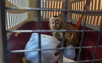 الإنتربول: تهريب الحيوانات الحية بلغ مستويات قياسية في عام 2025