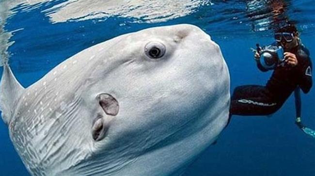 سمكة الشمس العملاقة سفيرة جمال البحر الأحمر.. سامة ونادرة