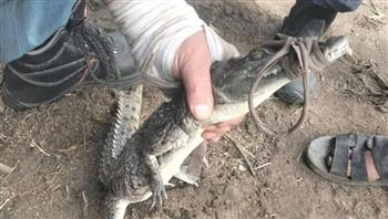 بعد أسبوع من القلق والشائعات.. اصطياد “تمساح الزوامل” في الشرقية  
