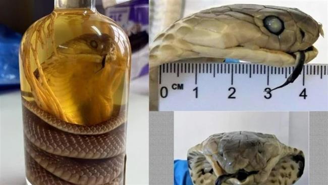 لم تصدق.. محاولة تهريب كوبرا "محنطة" داخل زجاجة نبيذ