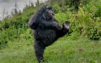 هاي فايف.. غوريلا راقصة تحصد جائزة عالمية