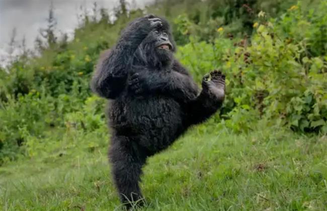 هاي فايف.. غوريلا راقصة تحصد جائزة عالمية