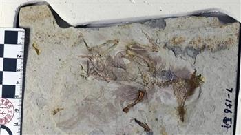 قبل 120 مليون عام.. اكتشاف بقايا طائر اختنق بالحجارة