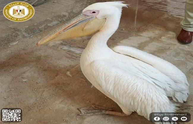 البيئة تواصل شن حملاتها الموسعة بالسويس وجنوب سيناء للمحافظة على الحياة البرية