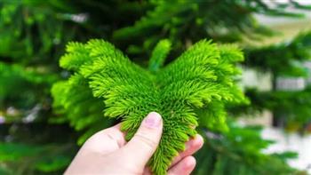 أشجار الكريسماس.. 5 نباتات أنيقة لتزيين منزلك بأقل مجهود