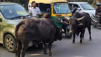 خناقة غير مألوفة.. ثوران يرعبان رواد شارع رئيسي في الهند (فيديو)